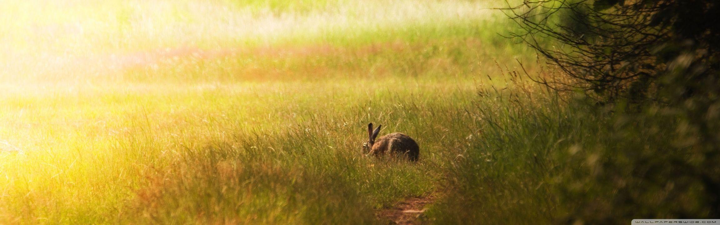 Hare Glade ❤ 4K HD Desktop Wallpaper for 4K Ultra HD TV • Dual
