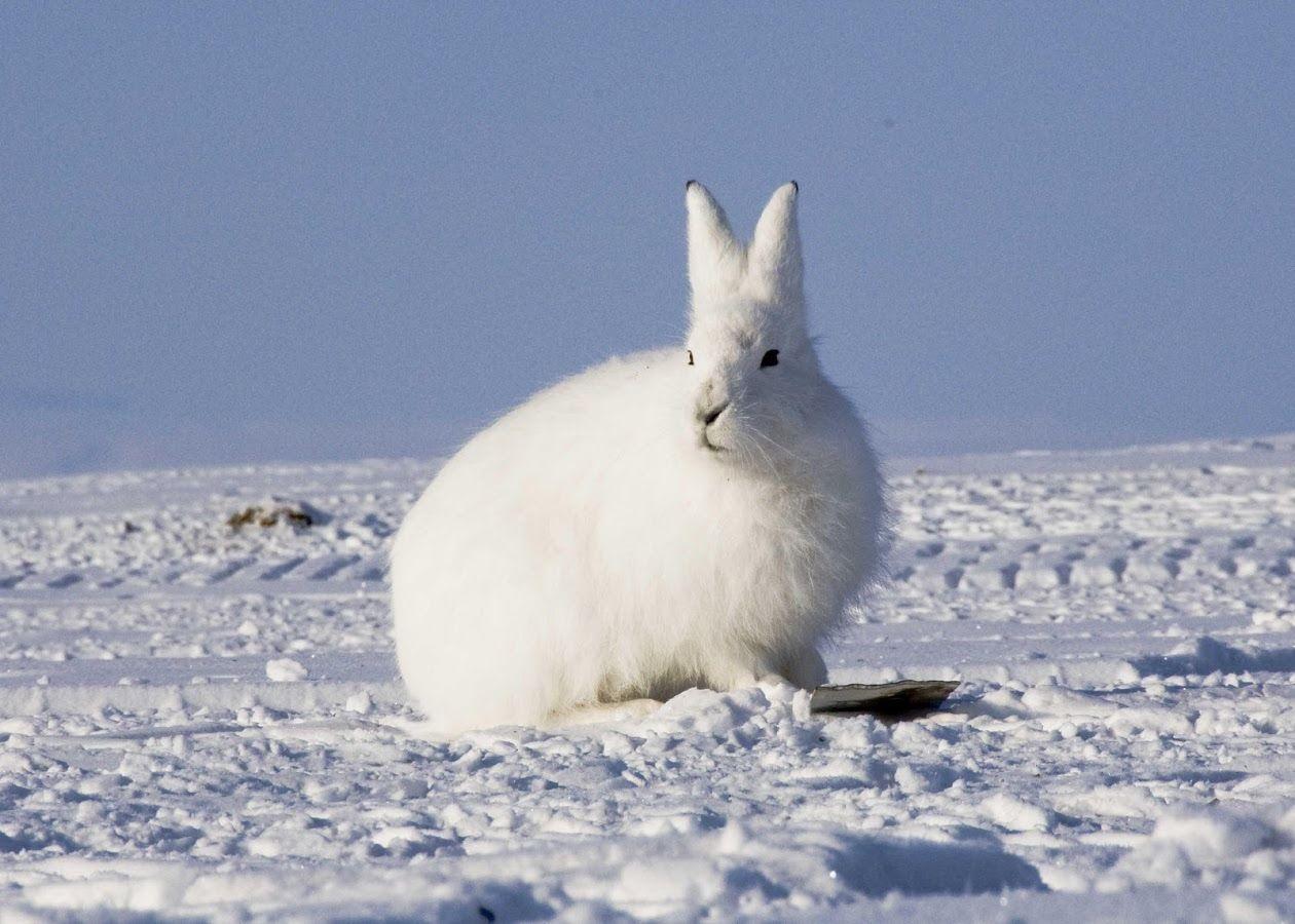 Arctic Hare Live Wallpaper Apps on Google Play