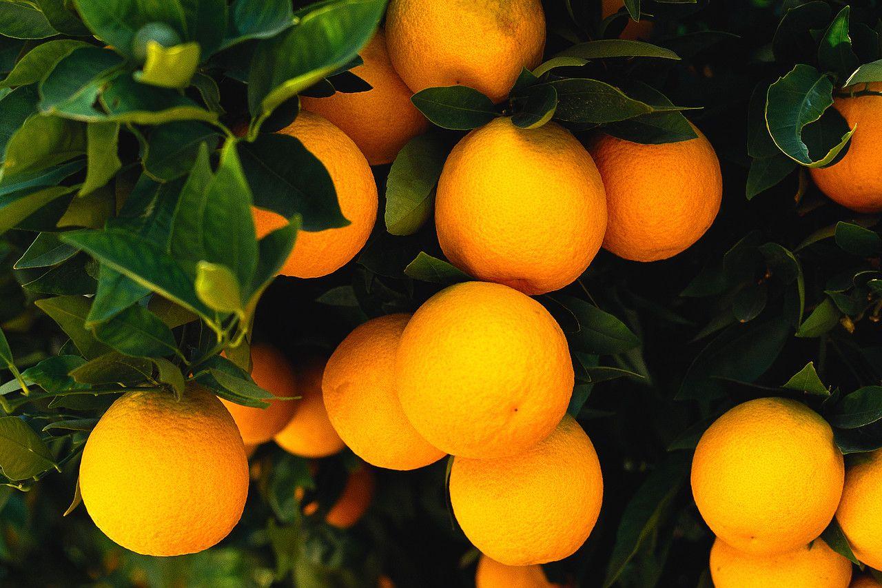 Orange Fruit HD Wallpaper 0042