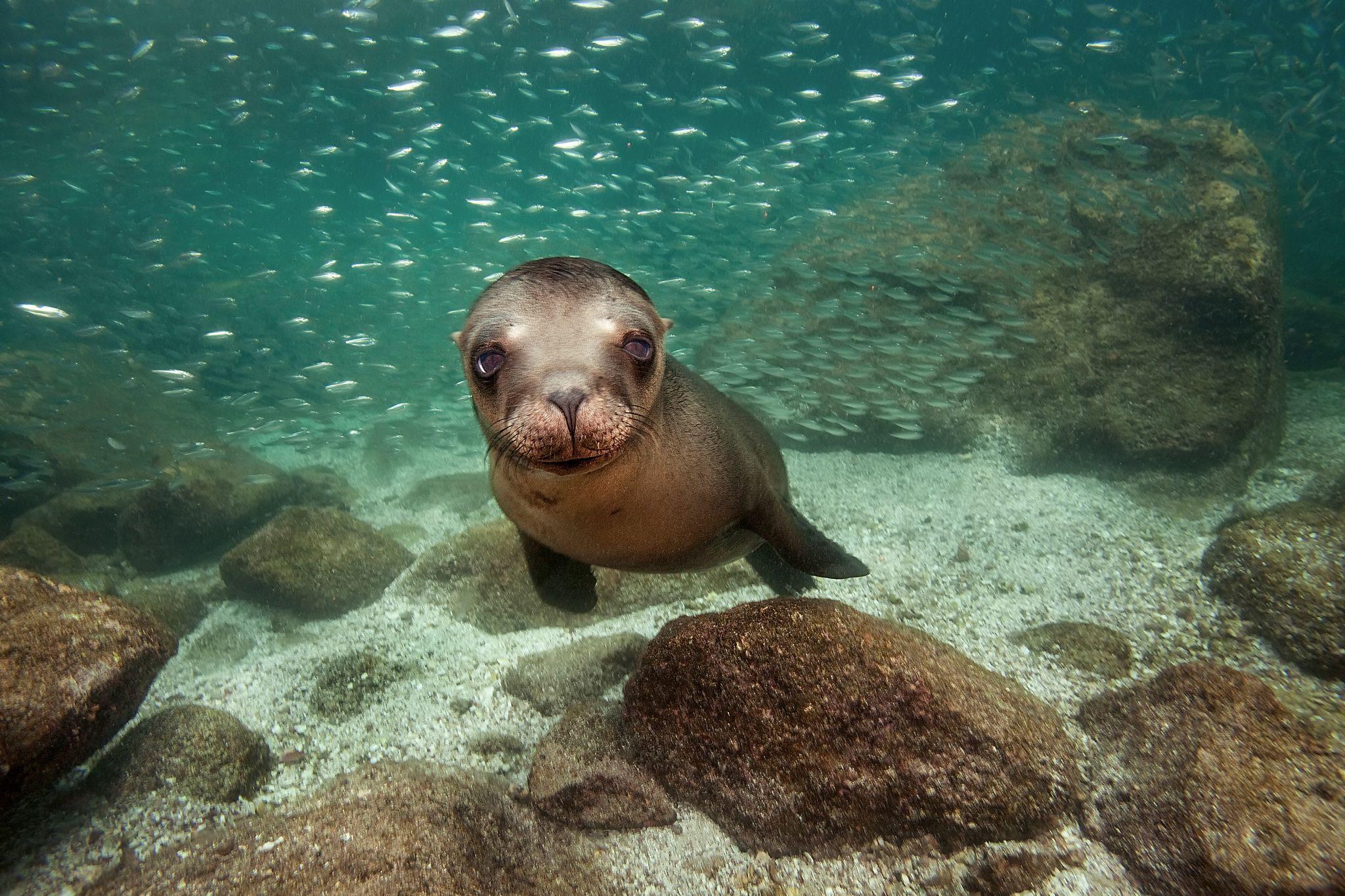 Sea Lion HD Wallpaper