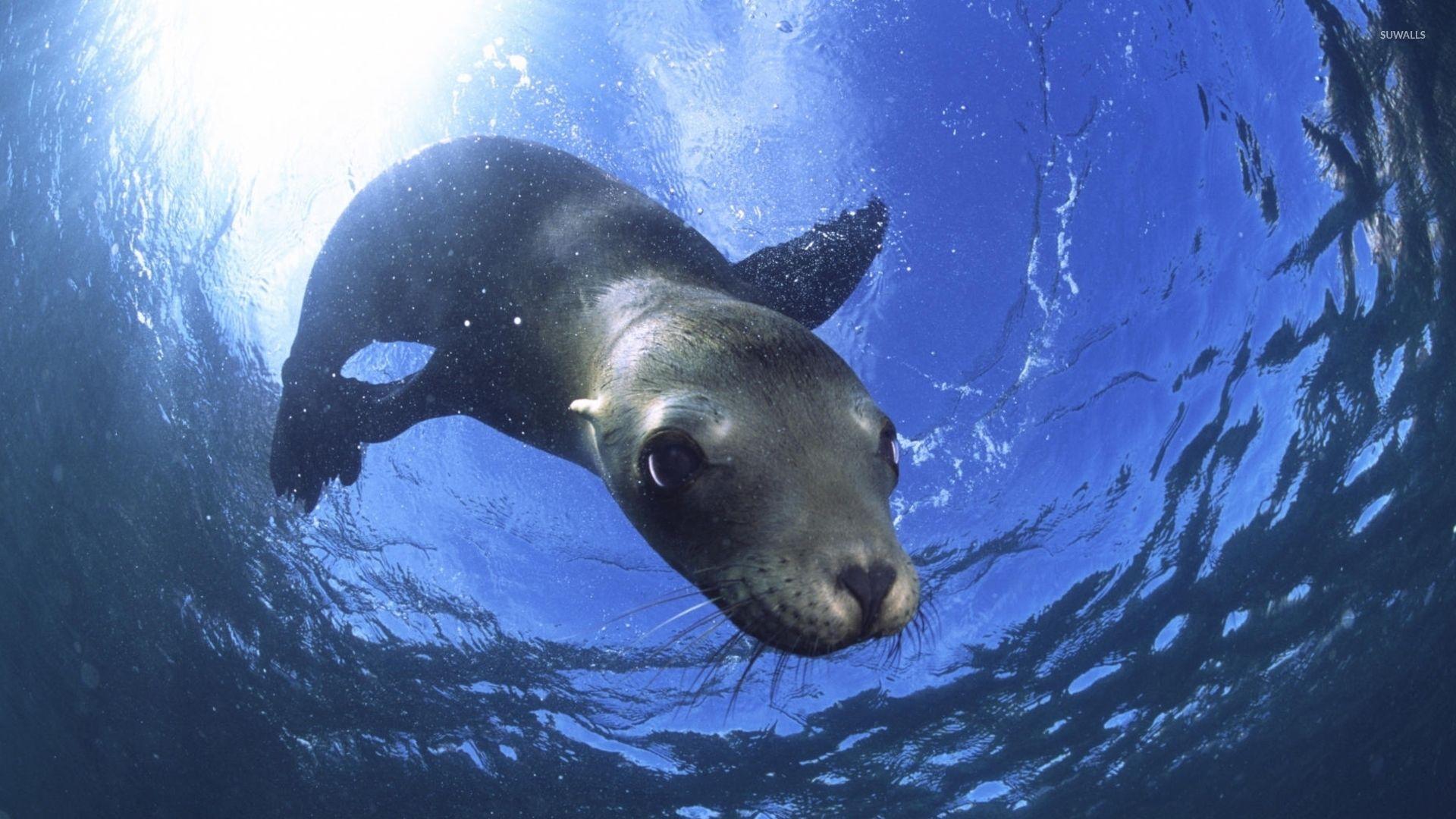 Sea lion wallpaper Animal wallpaper. Wallpaper 4k