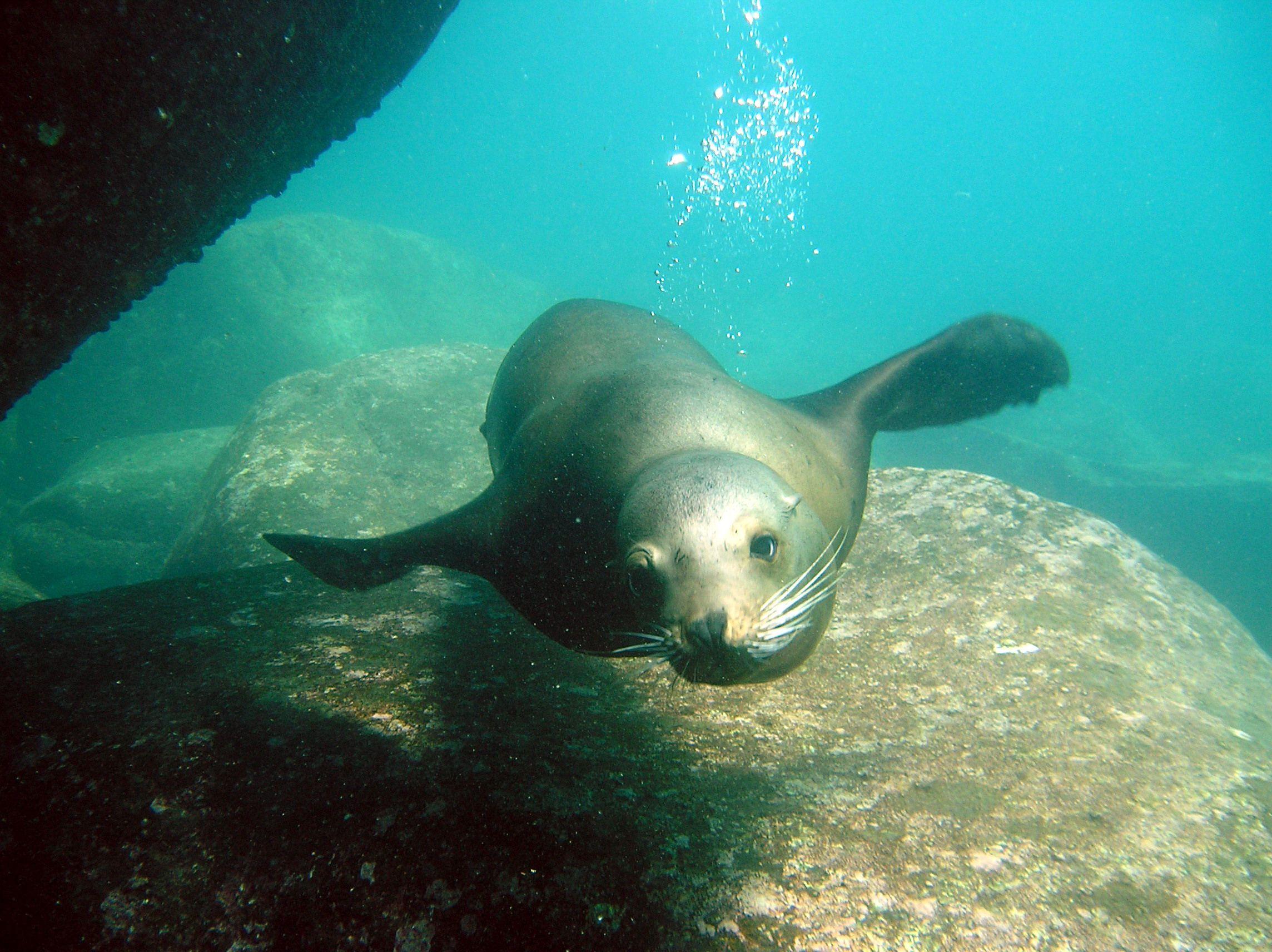 Fantastic HD Sea Lion Wallpaper