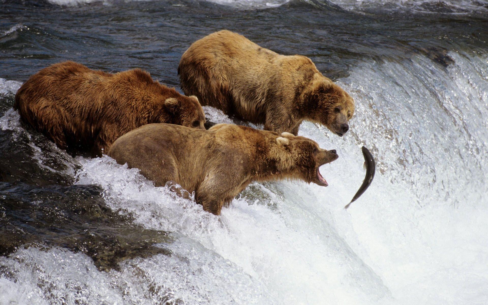 Alaska Bear Wallpaper