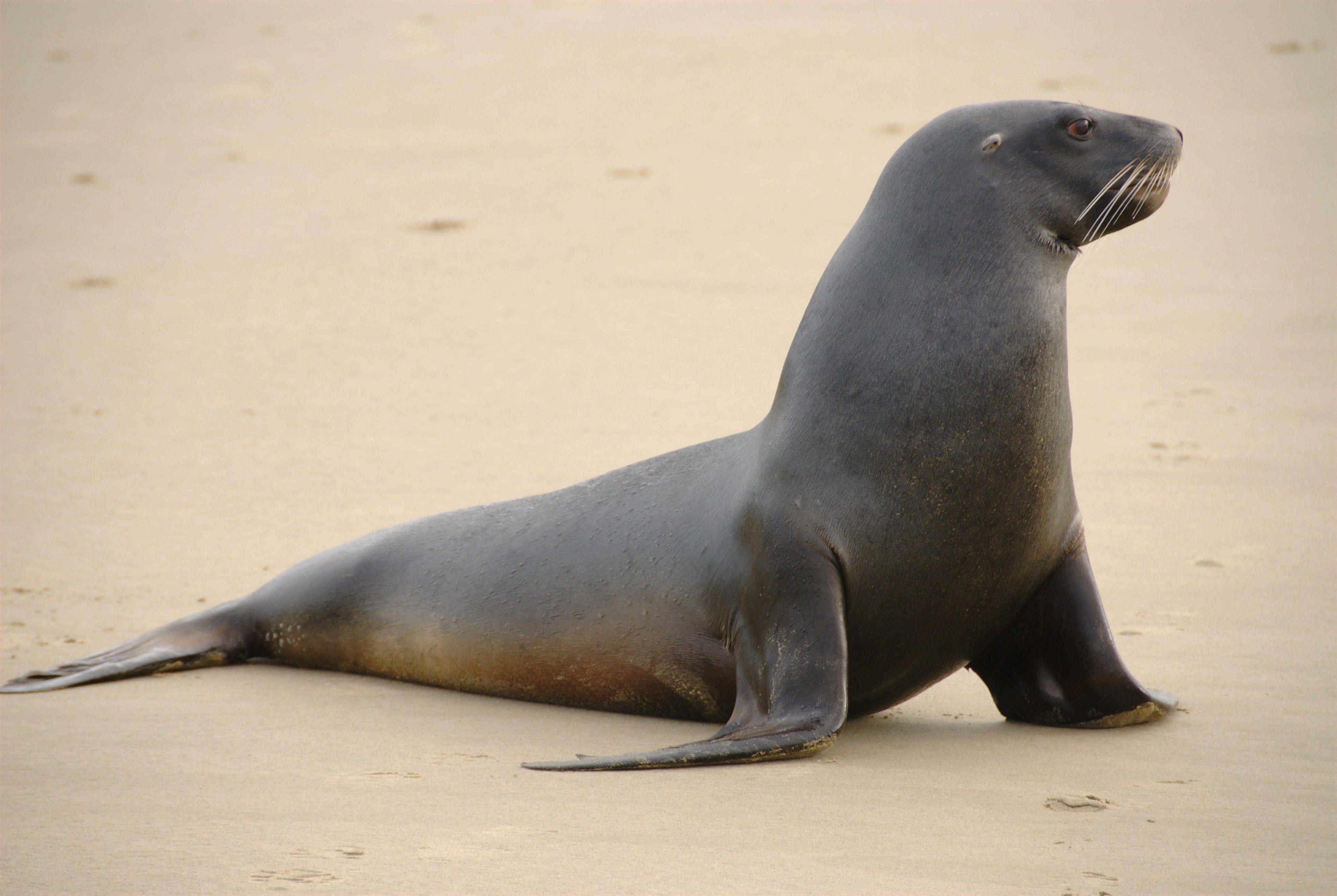 Sea Lion Wallpaper Picture 52666 3900x2613 px