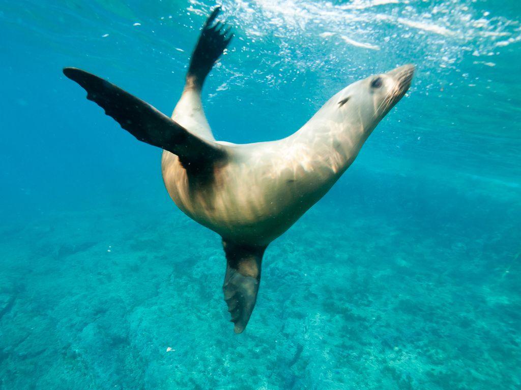 Synchronized swimming, sea lion style