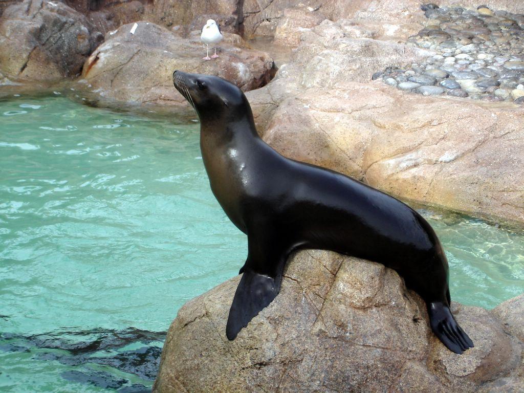 Sea Lion wallpaperx768