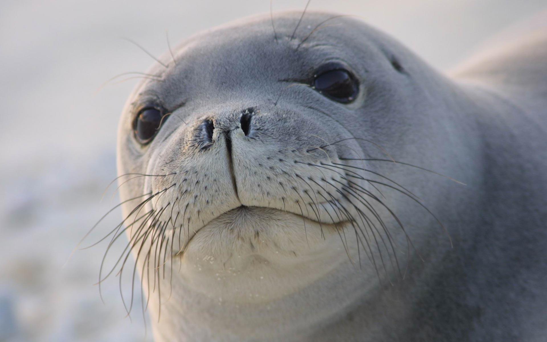 Sea lions seal seals lion wallpaper x. Wallpaper and Background