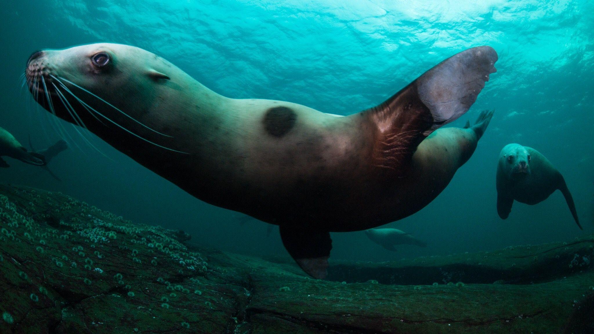 Steller Sea Lions. David duChemin & Humanitarian