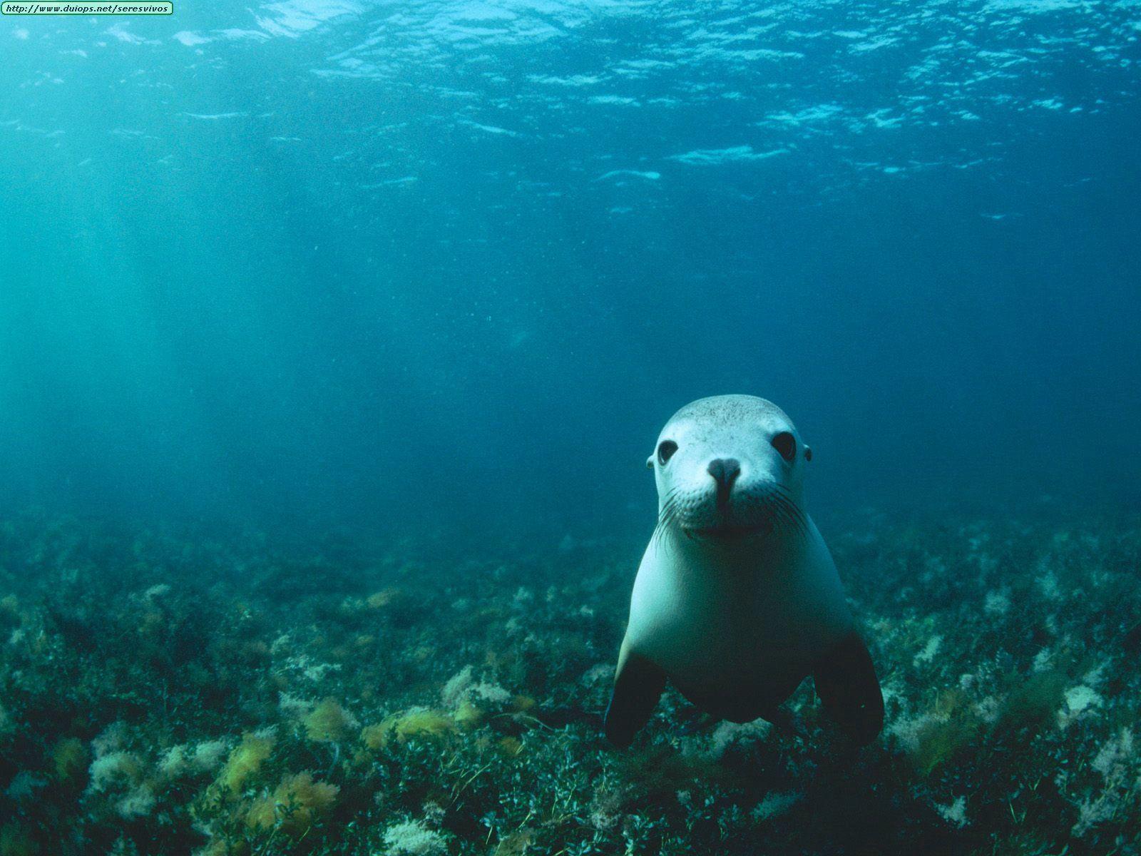 under water background. Sea Lion underwater wallpaper. Stop