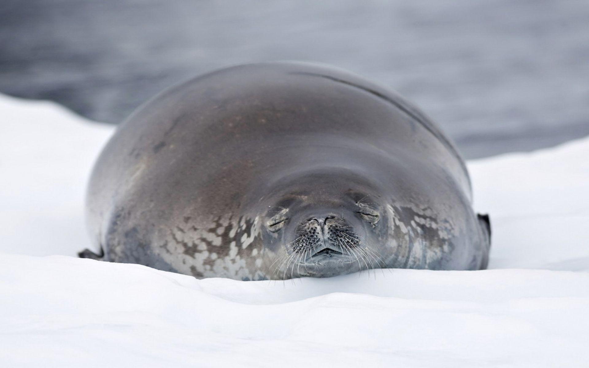 Sea Lion Wallpaper Animal Spot