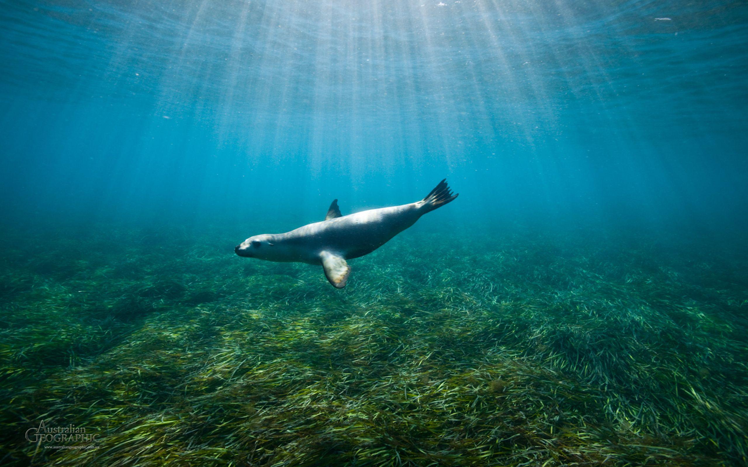 WALLPAPER: Sea lion, Hopkins Island, SA