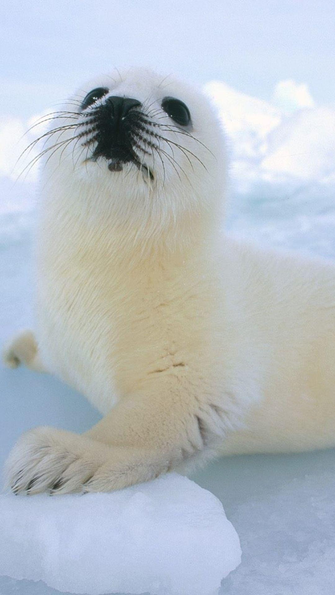 Cute Sea Lion On Icy Block #iPhone #plus #Wallpaper. W