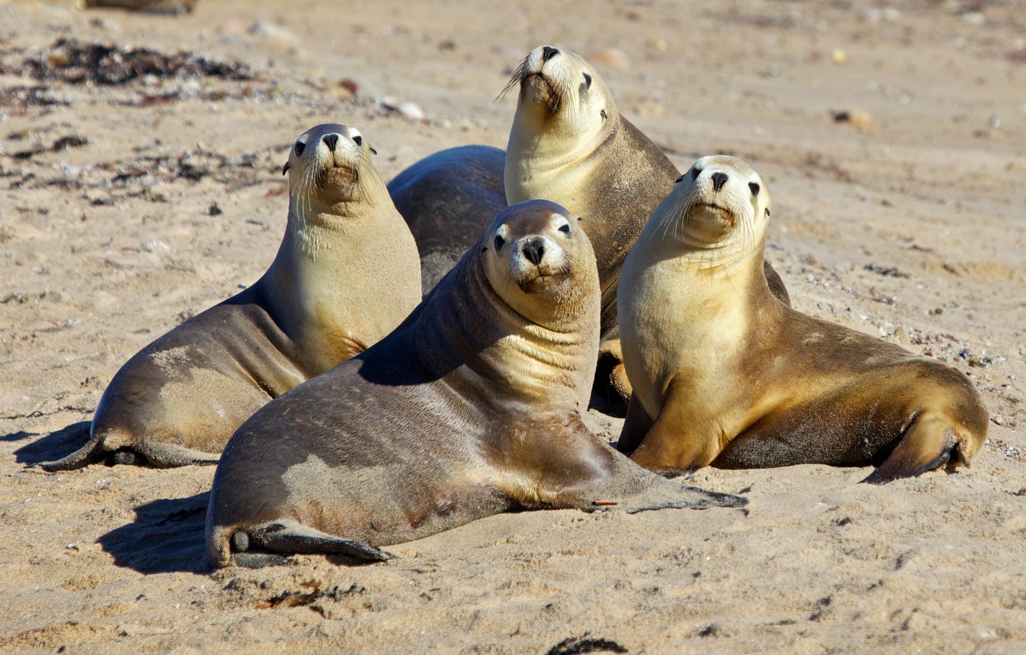 sea lions seal seals lion (28) HD wallpaper