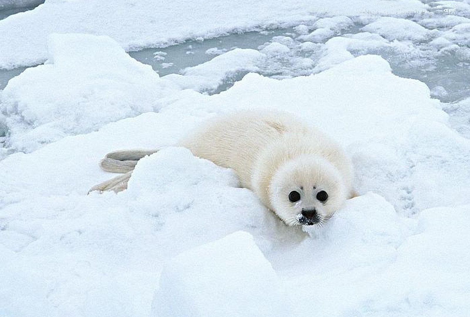 White Seal Pup Wallpaper