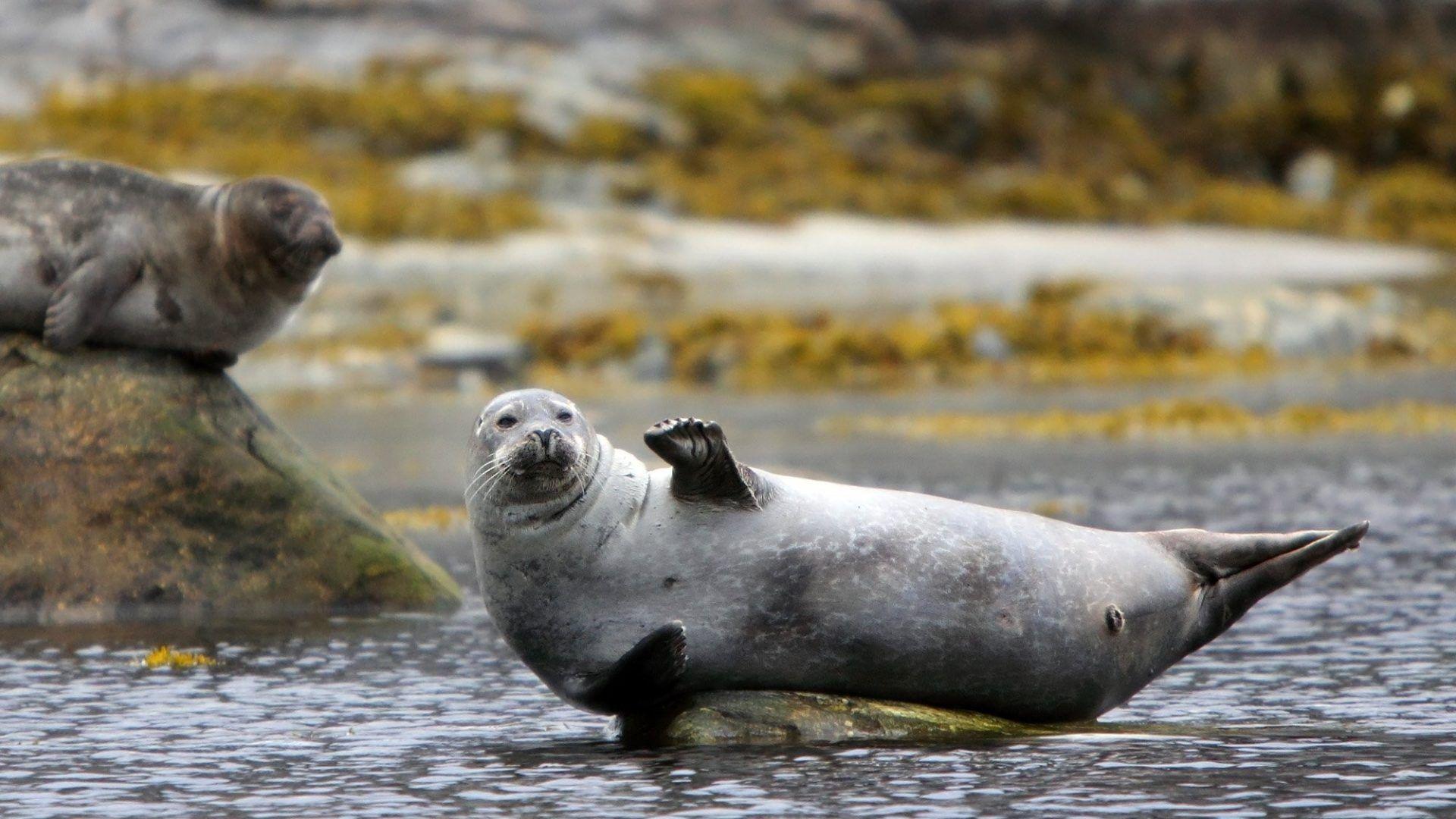 Lion Tag wallpaper: Seals Seal Lion Sea Lions Funny Wild