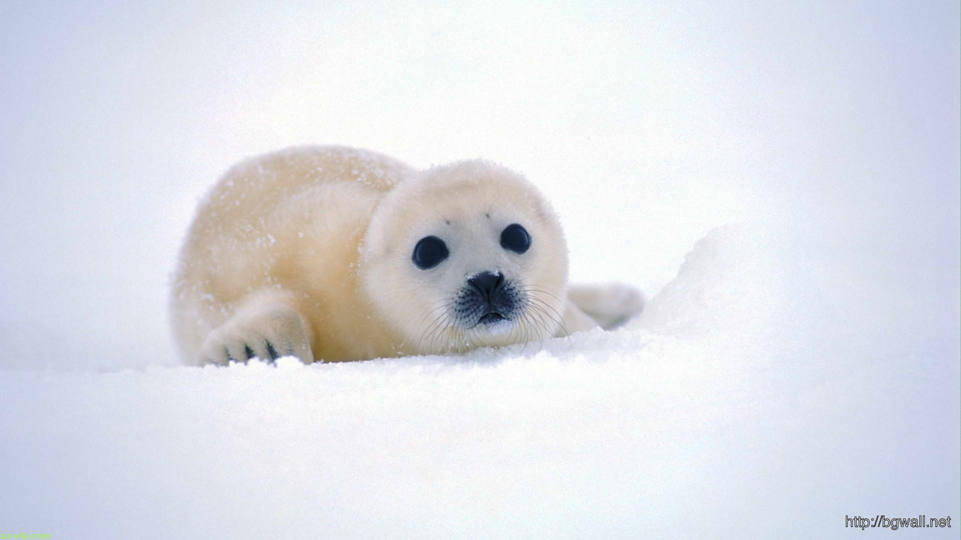 Cute Baby Sea Lion Wallpaper Image