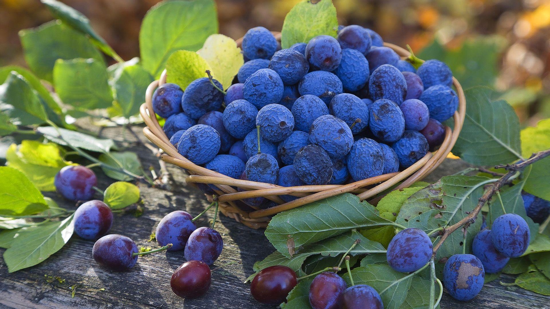Blueberry bog bilberry western blueberry I love blueberries heart  Vaccinium uliginosum HD wallpaper  Peakpx