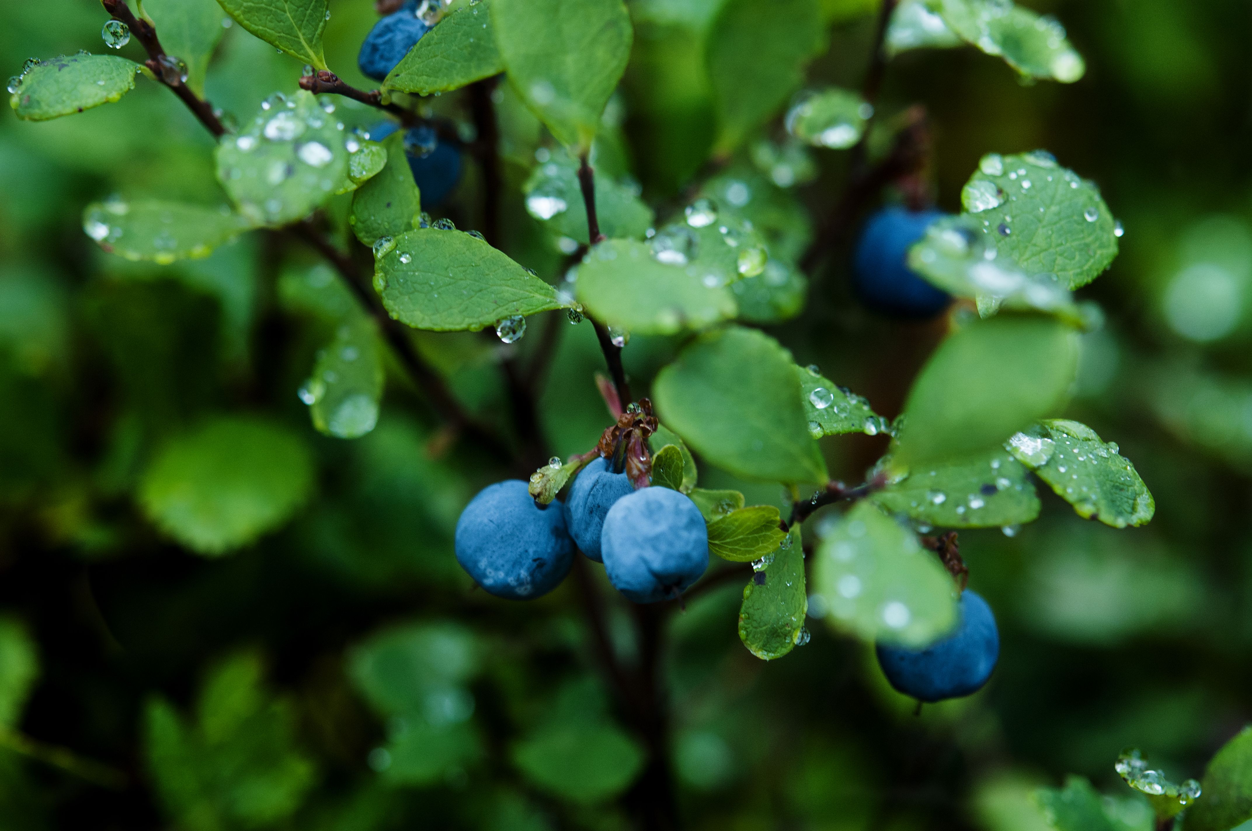 Blueberry Plants HD Wallpaper