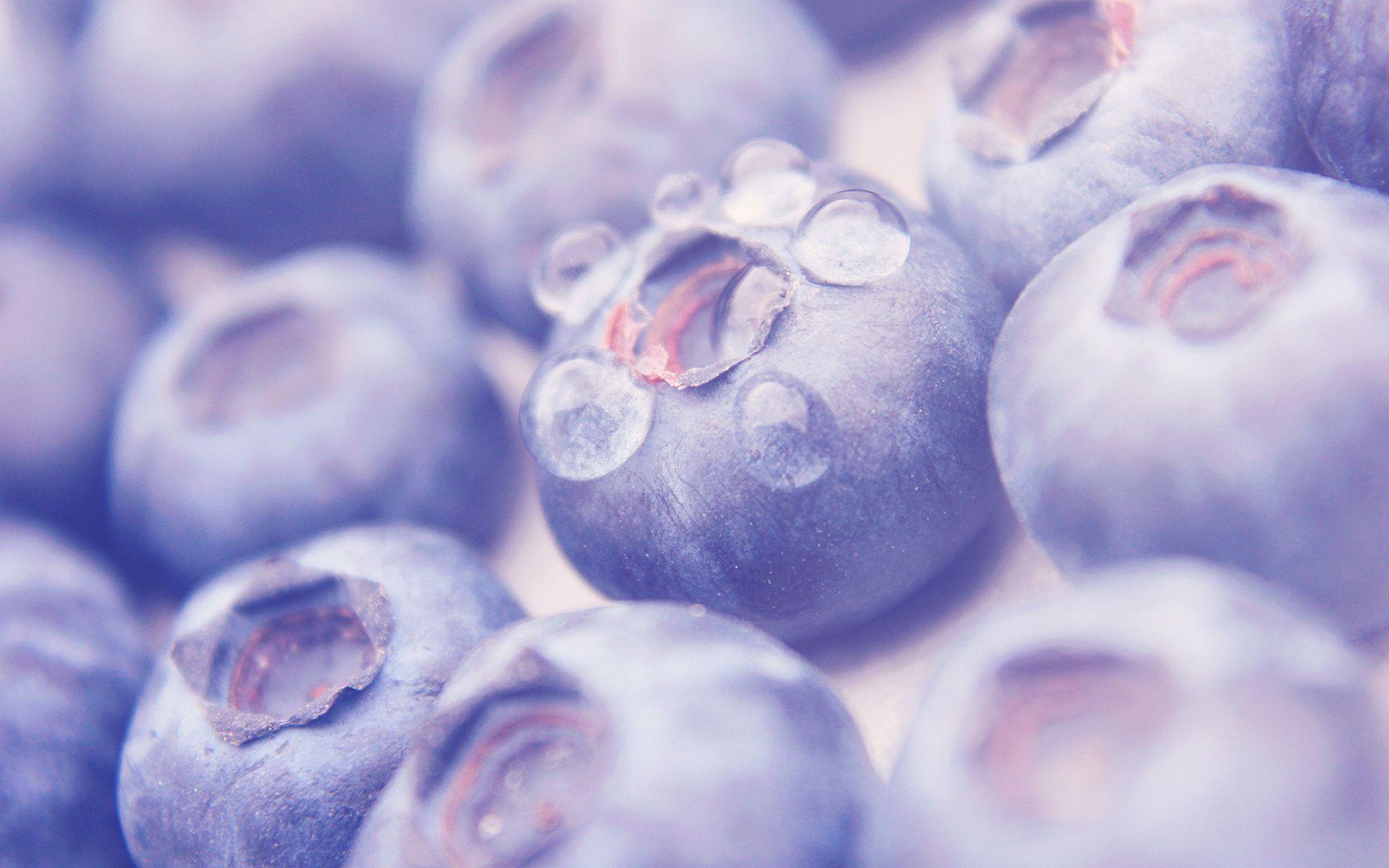 Blueberries Up Close Wallpaper 3991 1920x1200