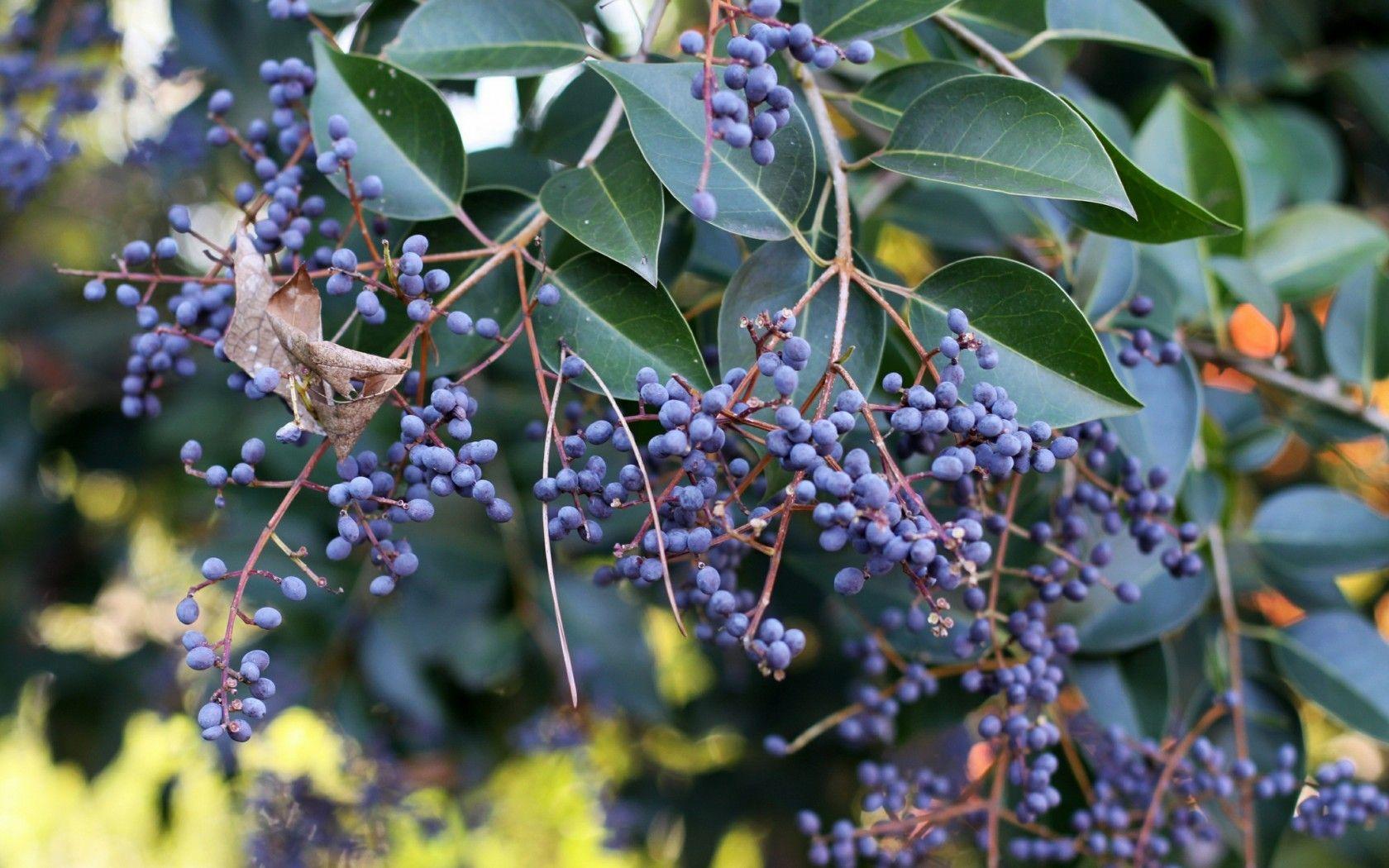 Miscellaneous: Branch Green Fruit Blueberry Berries Leaf Berry
