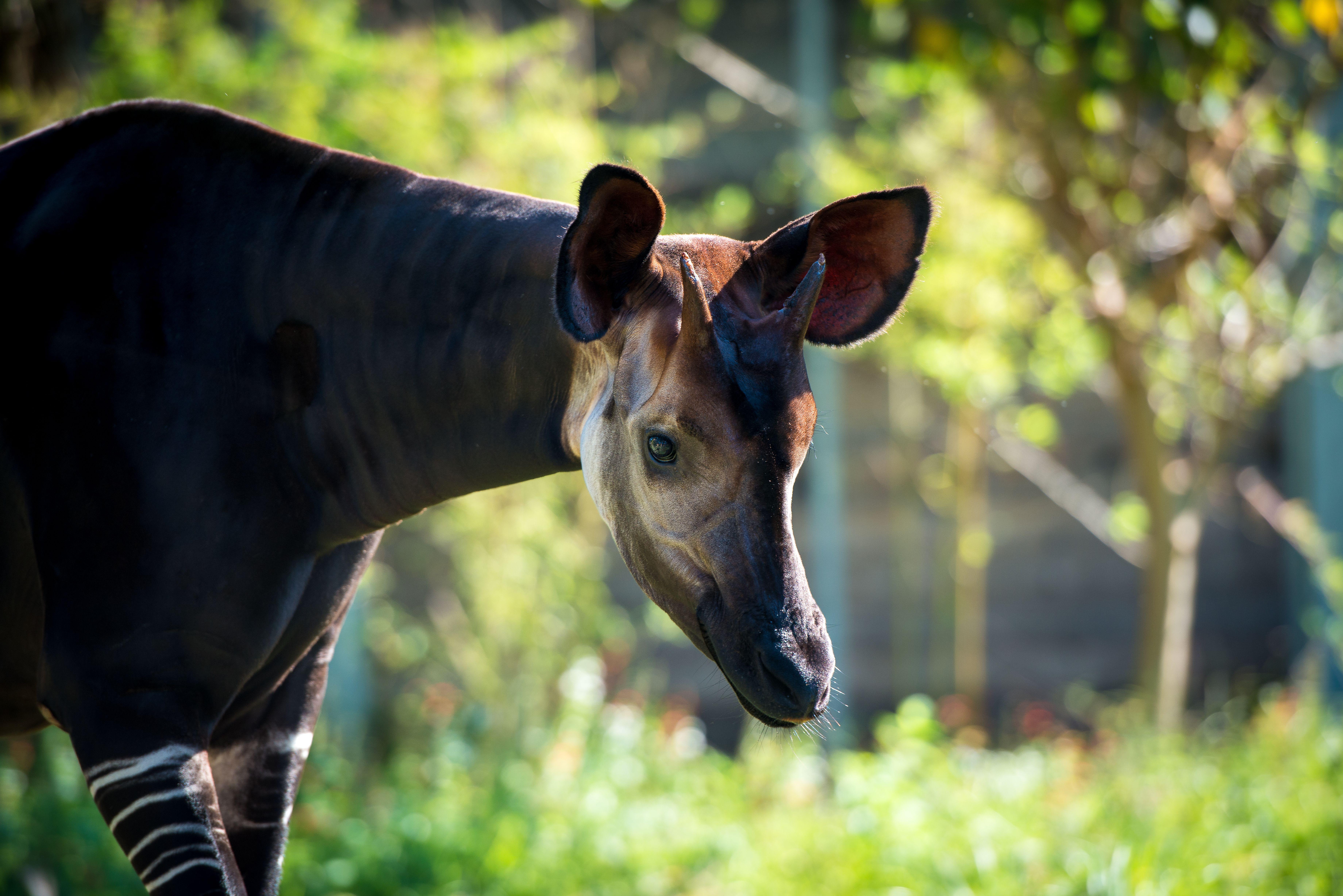 Meet the Okapis