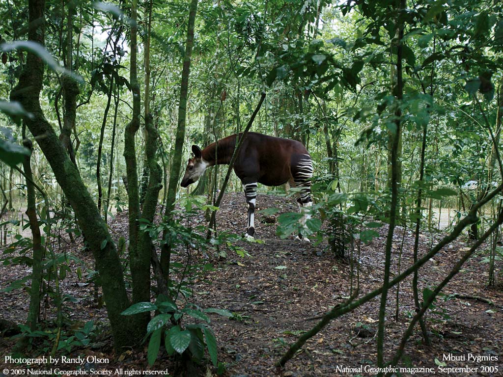 okapi wild habitat photo Illustration