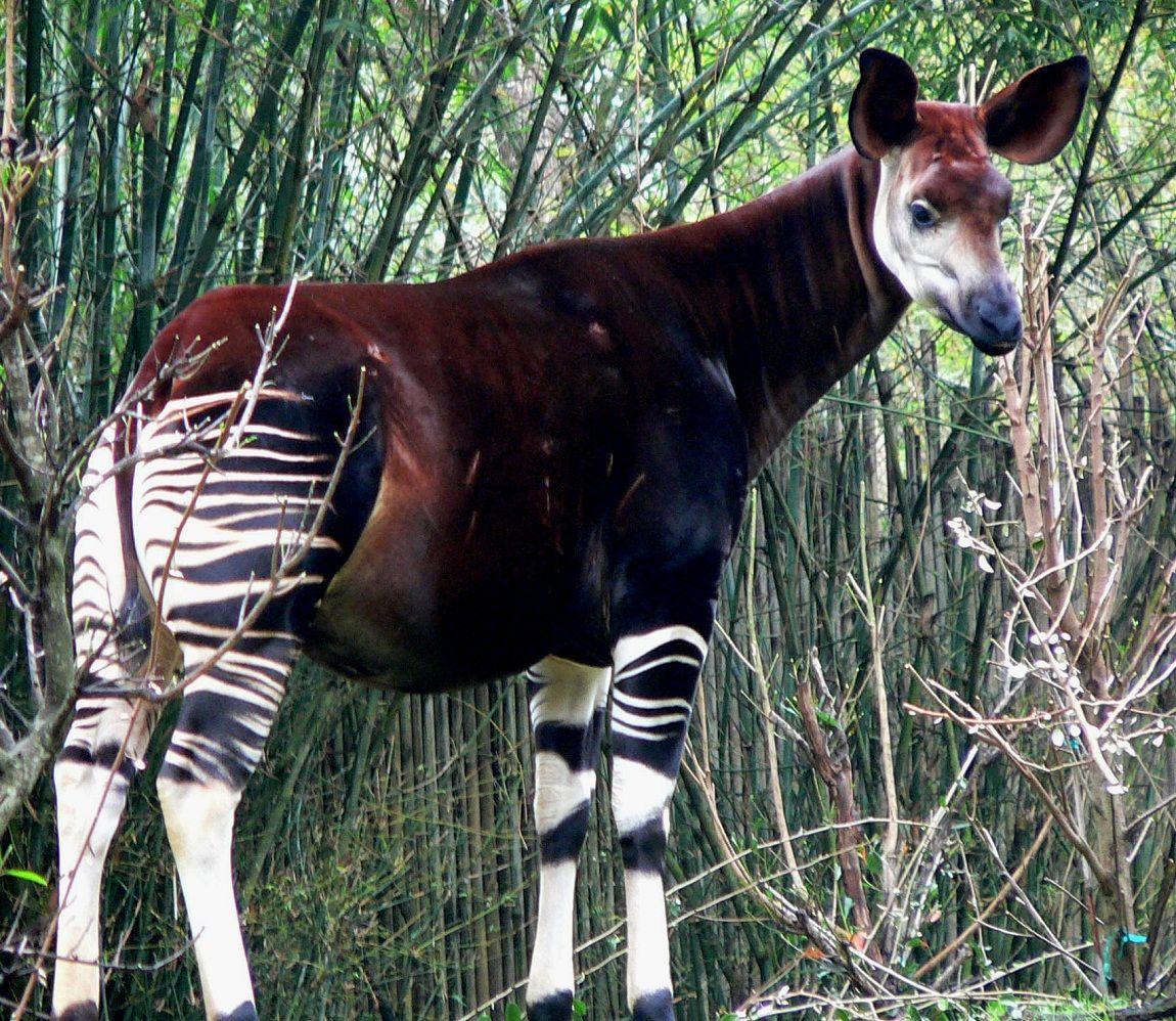 Okapi Facts, Habitat, Diet, Predators, Adaptations, Picture