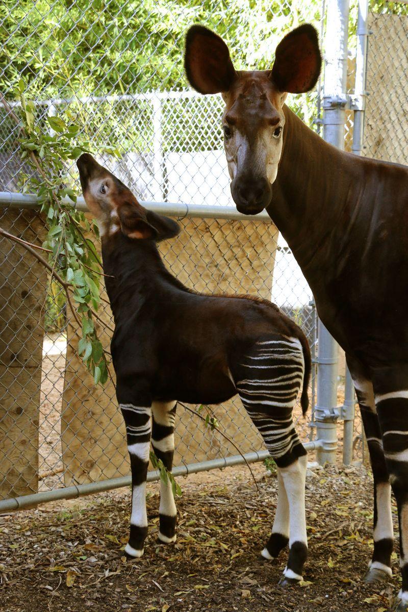 Dallas Zoo Welcomes 36th Okapi Calf. Okapi = Zebra, Giraffe, Horse