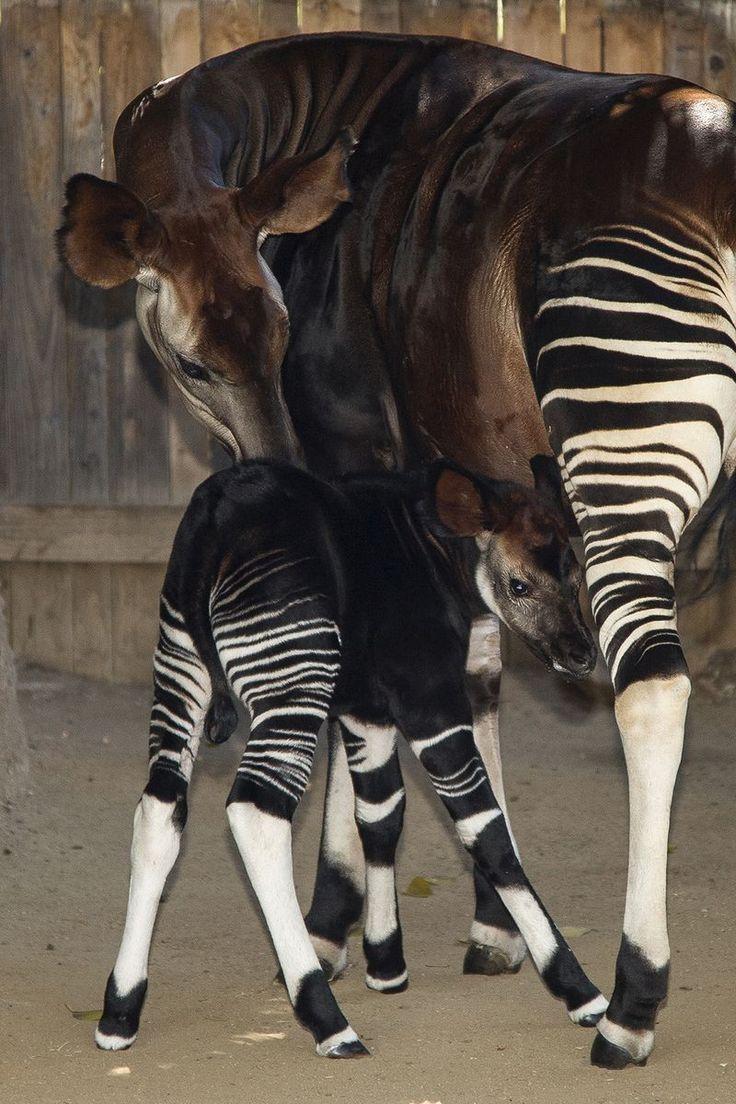 best Okapi image. Okapi, My little pony and Ponies