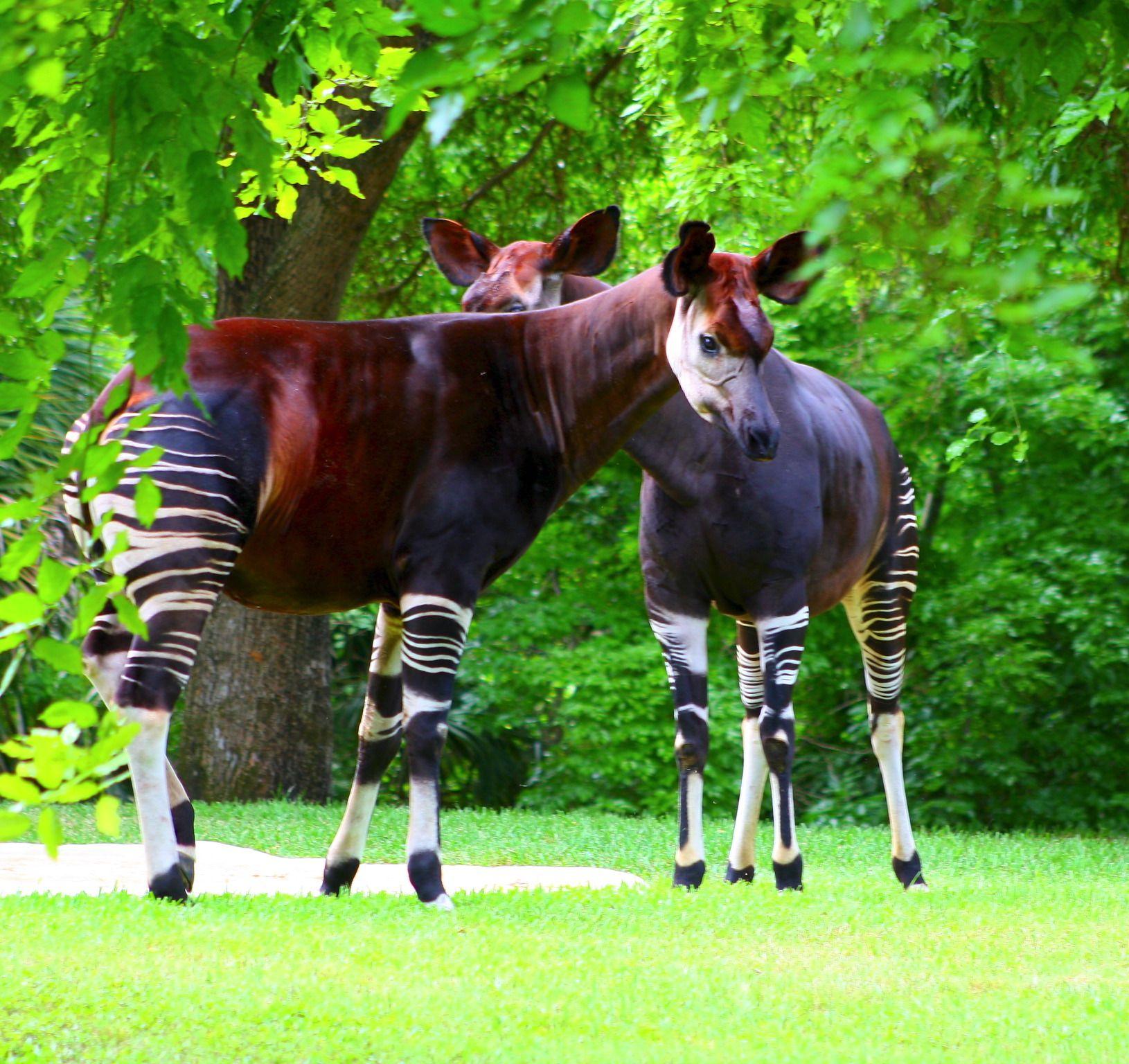Okapi.fr Image