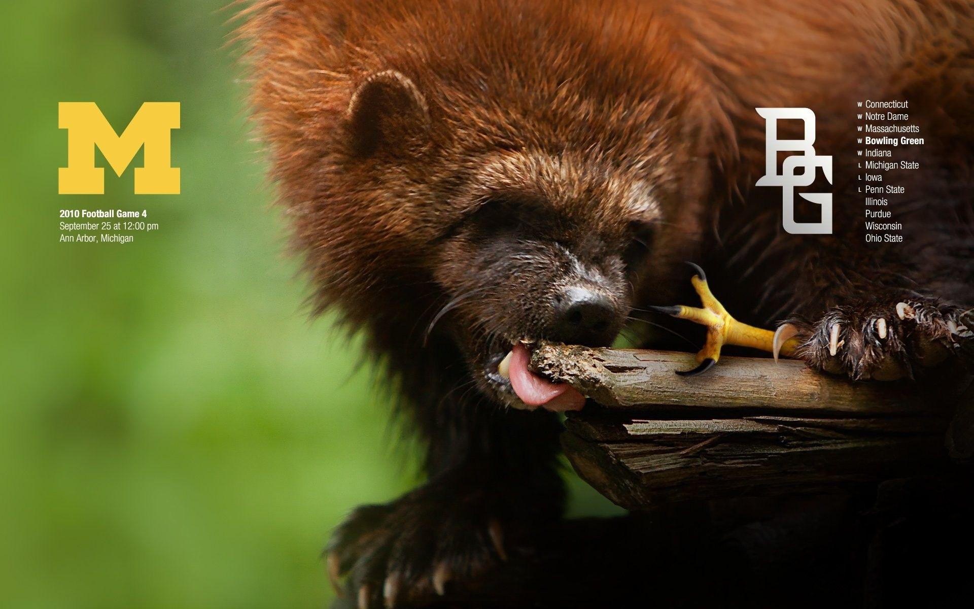 Montana State University Wallpaper