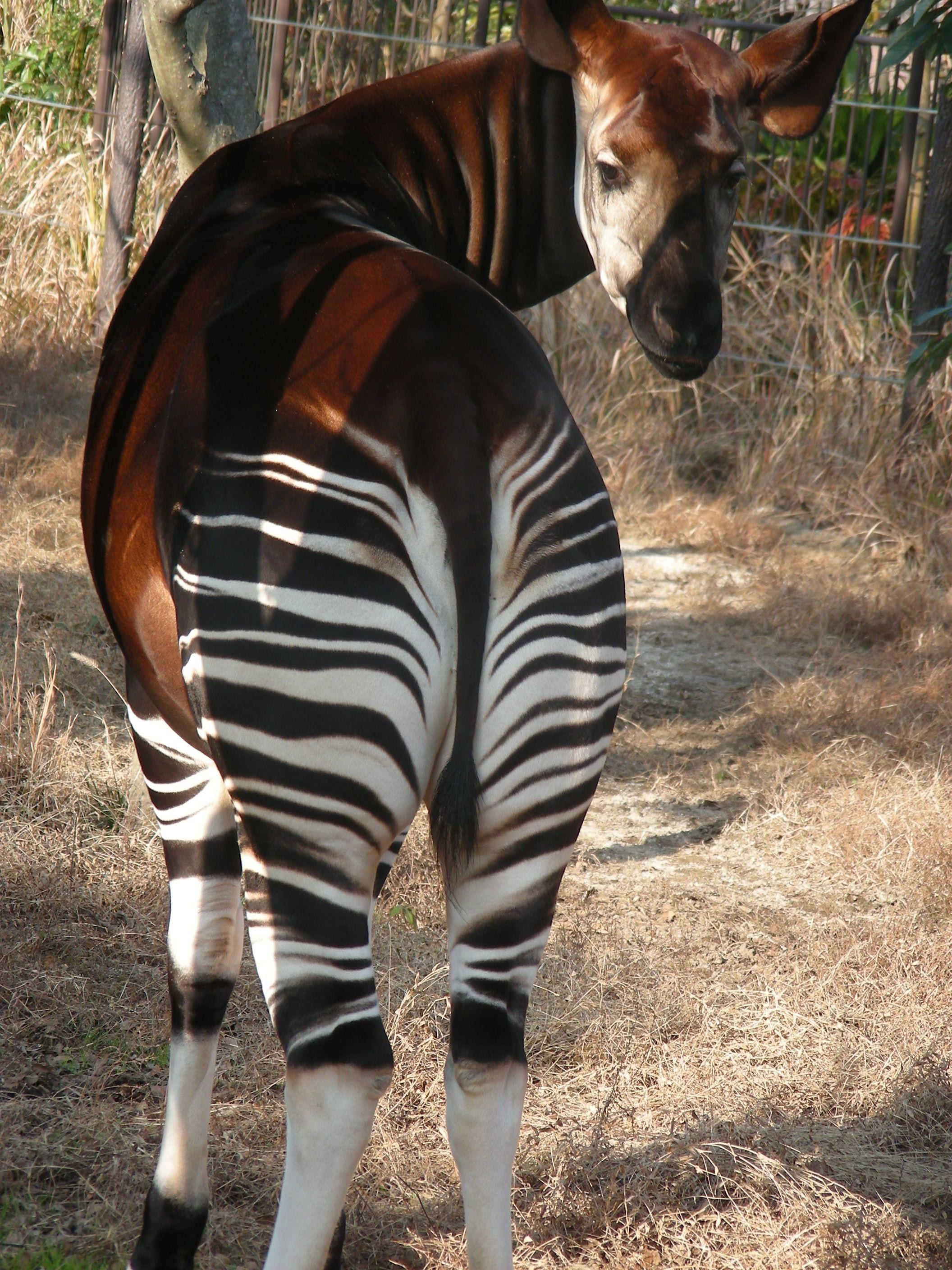 okapi!. Okapis. Okapi, Giraffe and Animal