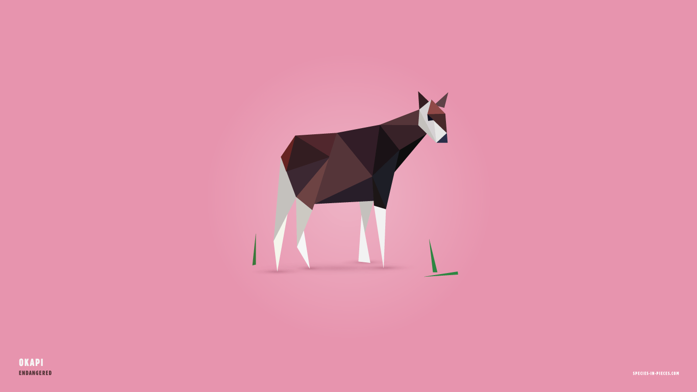 Okapi - 'In Pieces' project: 30 of the world's most endangered