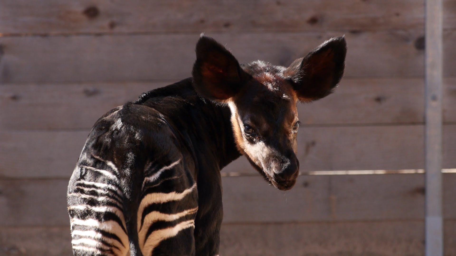 Baby Okapi Born at the Zoo!