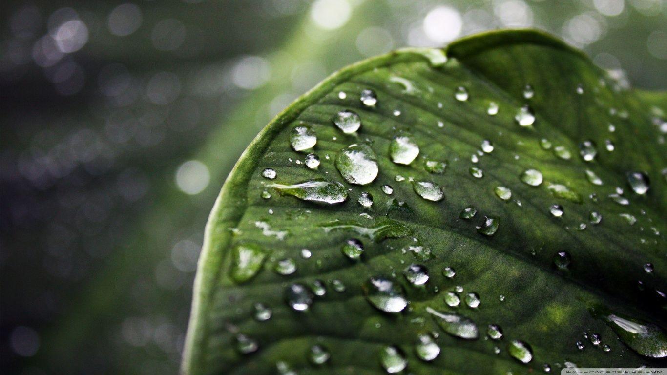 Raindrops ❤ 4K HD Desktop Wallpaper for 4K Ultra HD TV • Wide