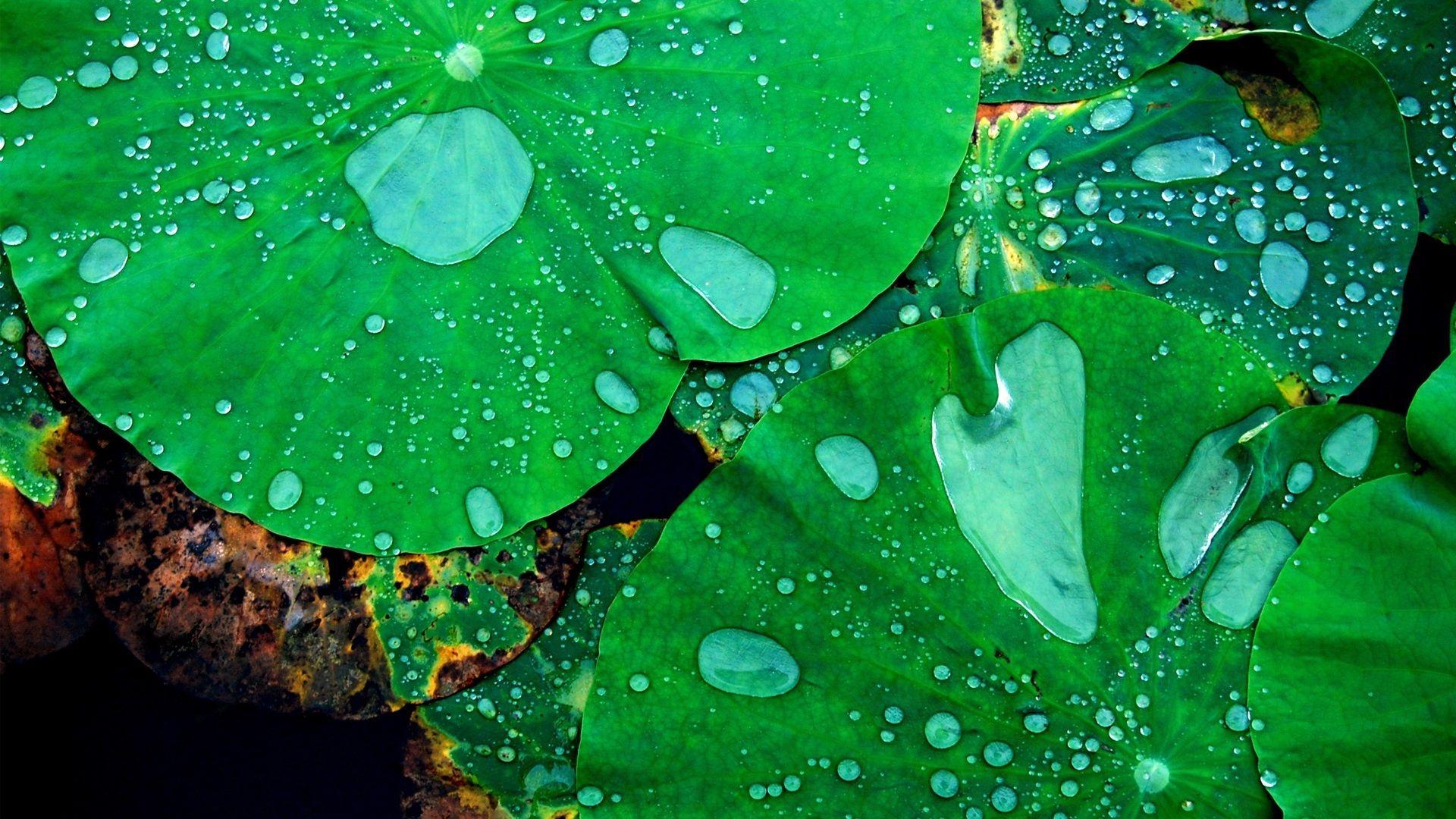 Raindrops Wallpaper 39891 1920x1080 px