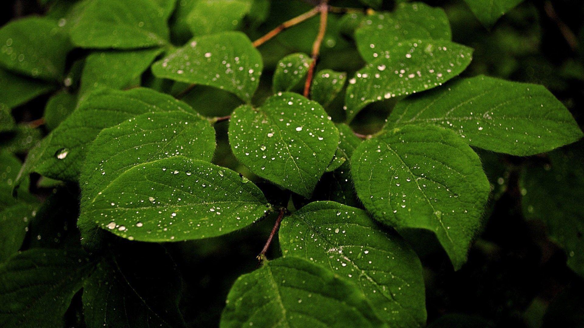 Rain Drops On Leaves