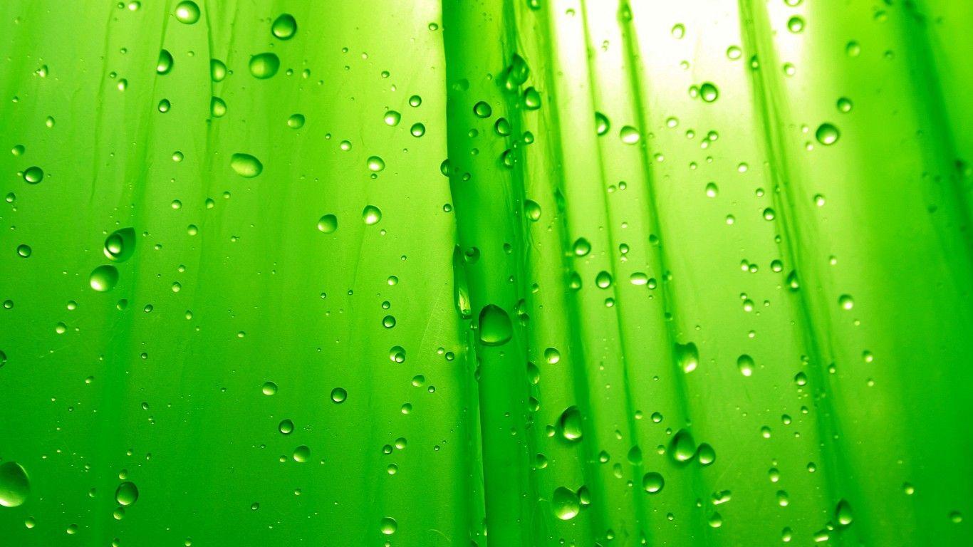 Wallpaper Green leaf, Rain drops, HD, Nature