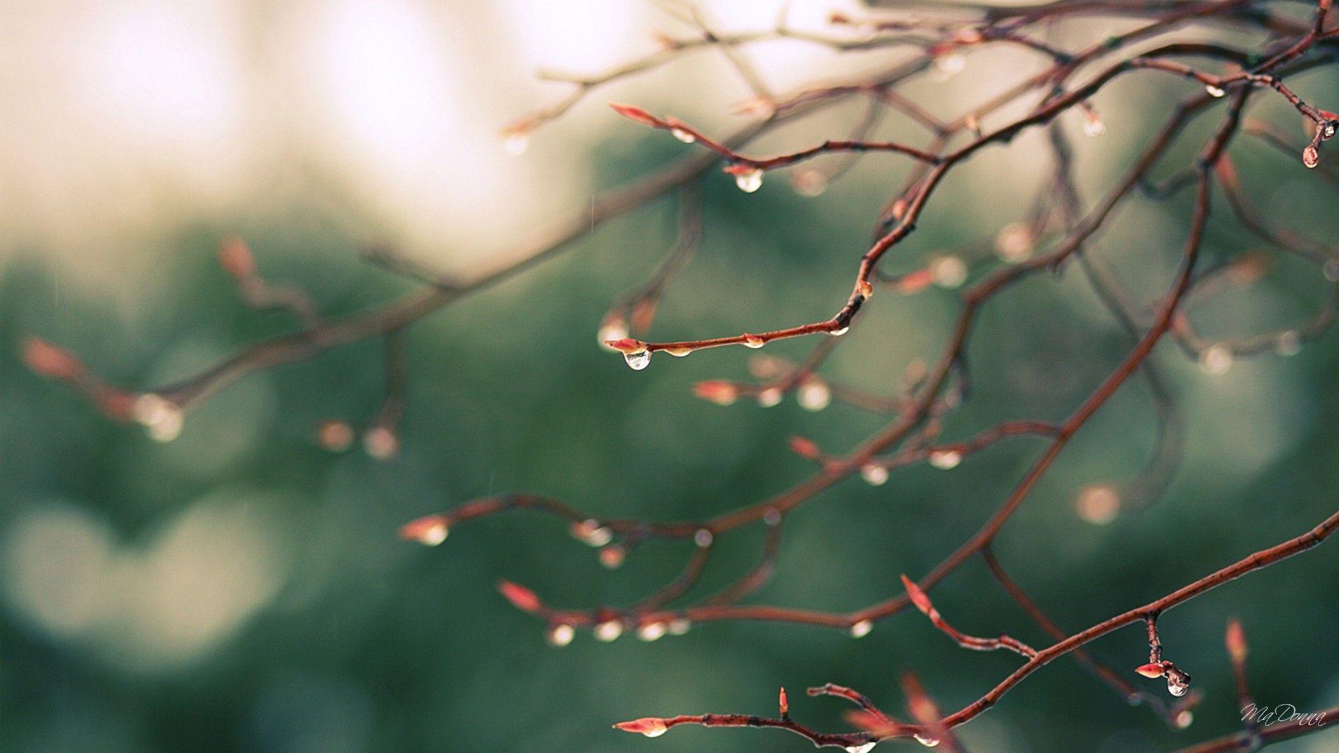 Rain drops wallpaper