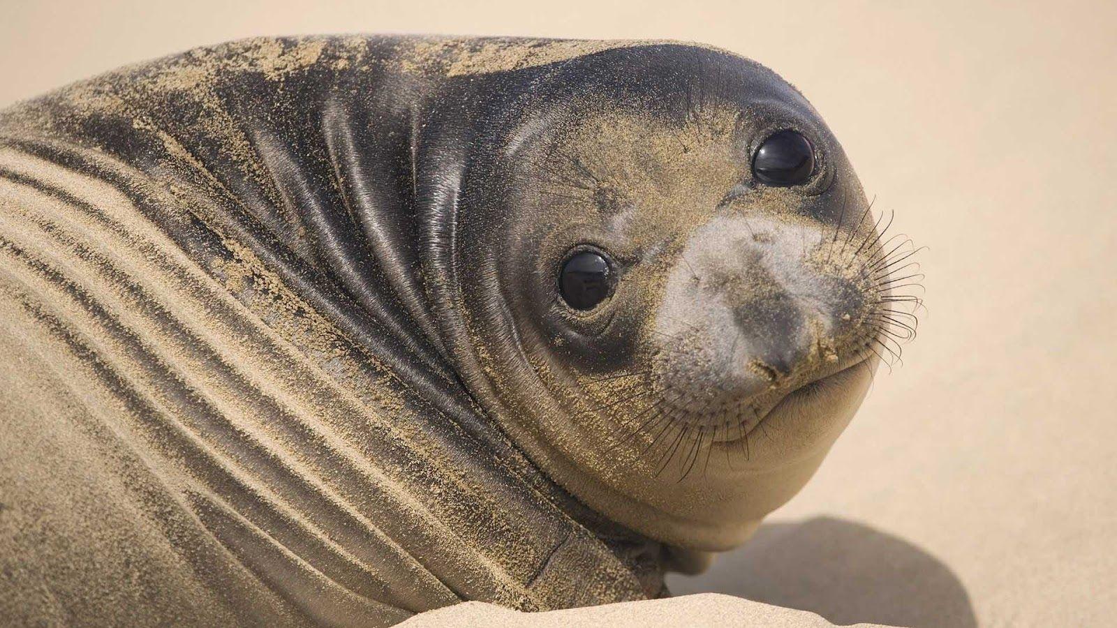 Big fat seal on the beach wallpaper. HD Animals Wallpaper