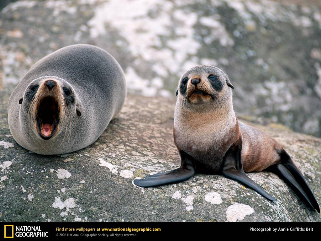 Fur Seal Picture, Fur Seal Desktop Wallpaper, Free Wallpaper