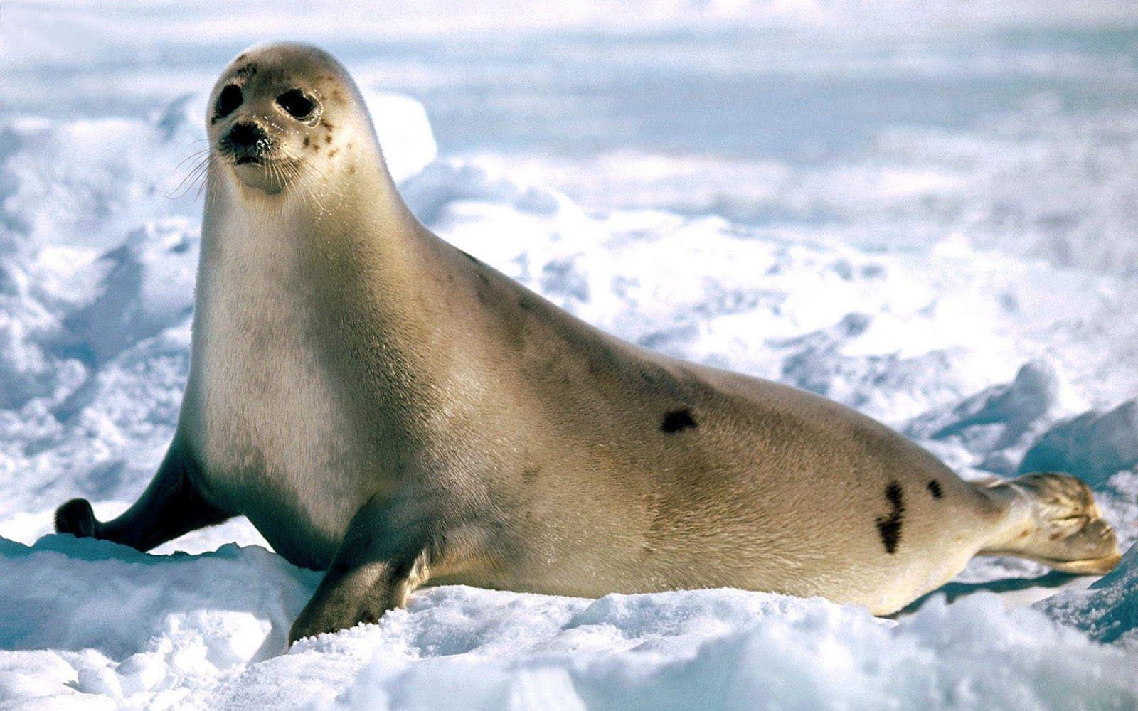 HD Seals Wallpaper and Photo. HD Animals Wallpaper