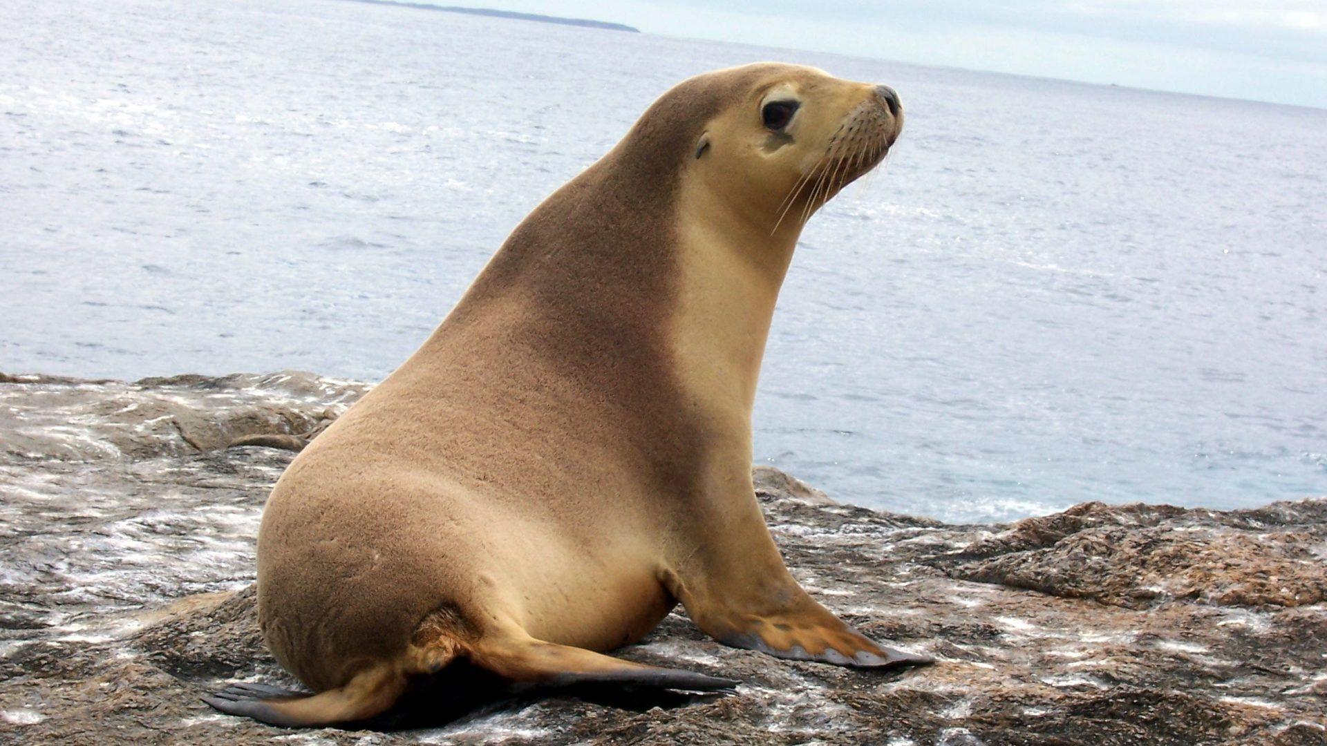 Seal Tag wallpaper: Sea Seals Lion Lions Seal Picture Of Mother