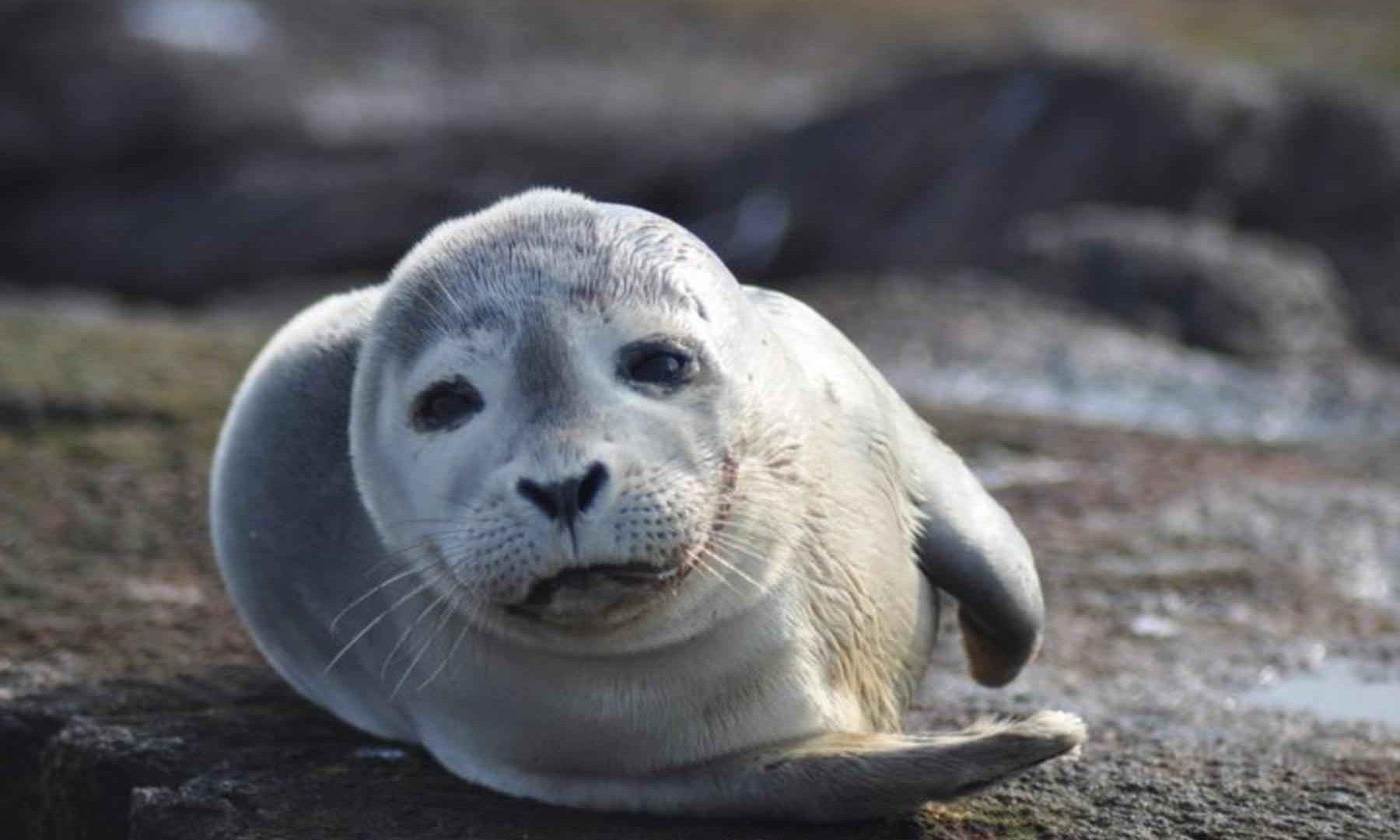 Seals Animal Wallpapers - Wallpaper Cave