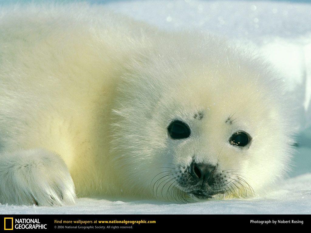 Harp Seal Picture, Harp Seal Desktop Wallpaper, Free Wallpaper