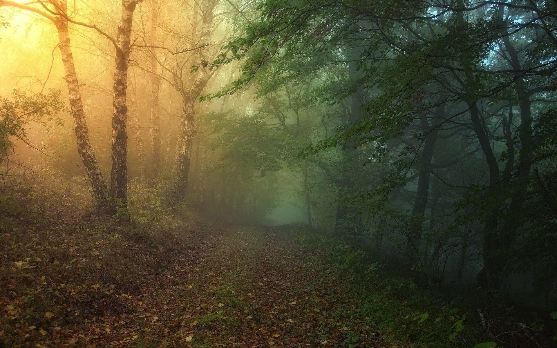 Magical Forest Path wallpaper. Magical Forest Path