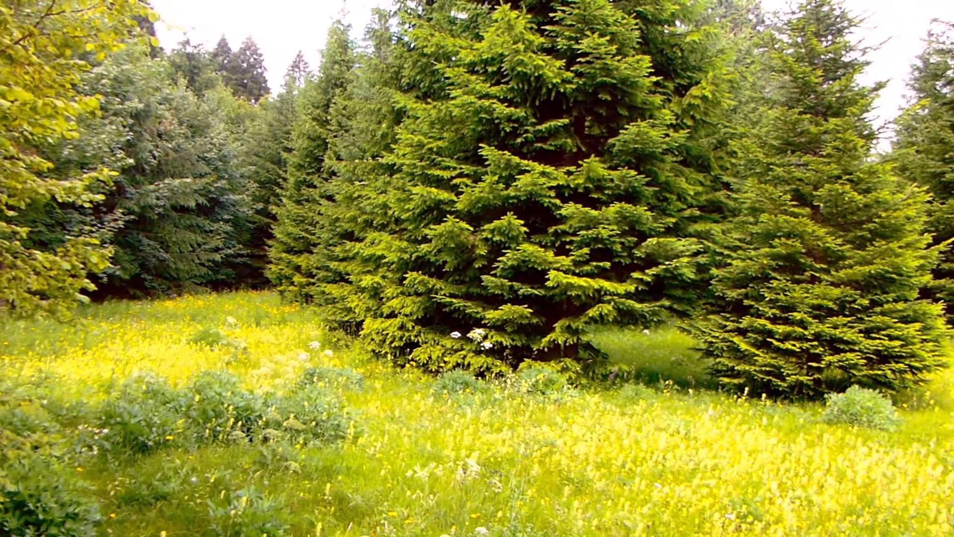 arboles plant, forest, naturaleza, landscape, Beautiful Nature, hd