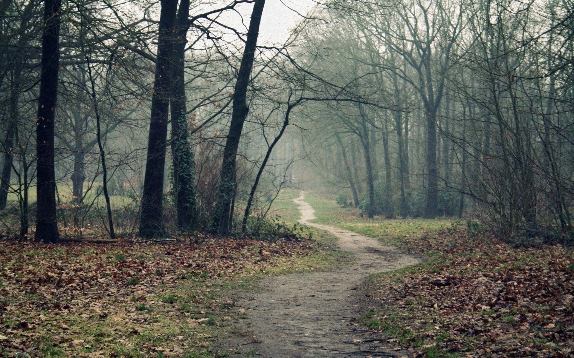 Un camino en el bosque en otoño fondos de pantalla. Un camino en