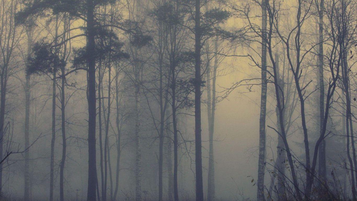Bosque con niebla - Fondos de pantalla y wallpaper