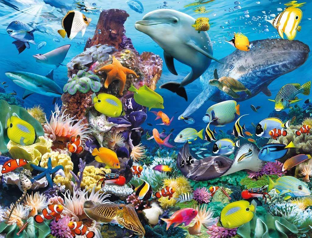 Amazing HD Sea Fish Wallpaper Collection